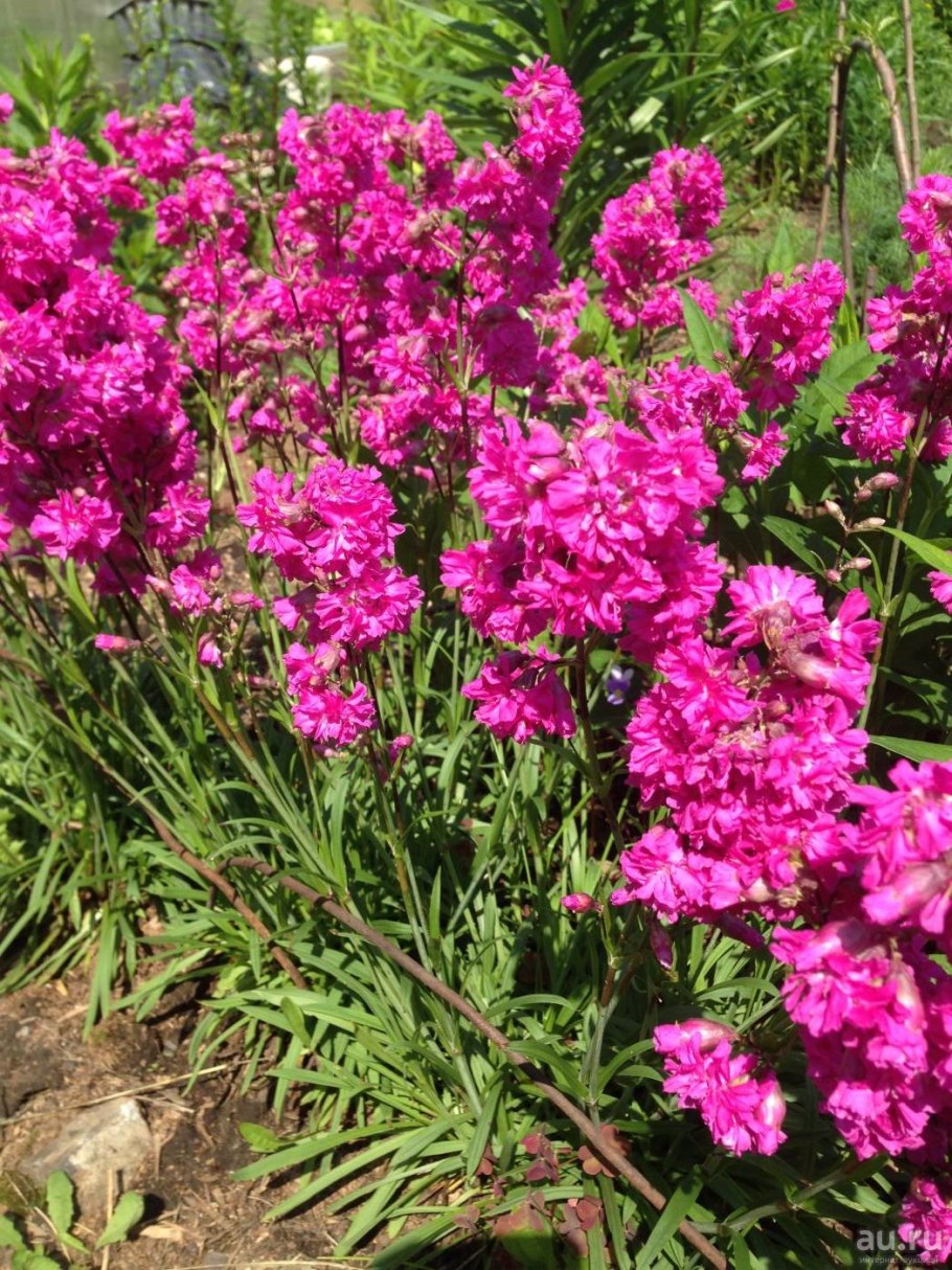 Лихнис Вискария