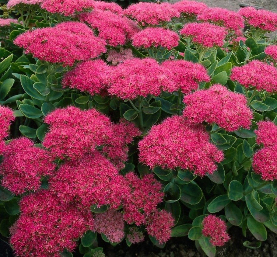 Очиток Видный (Sedum spectabile)