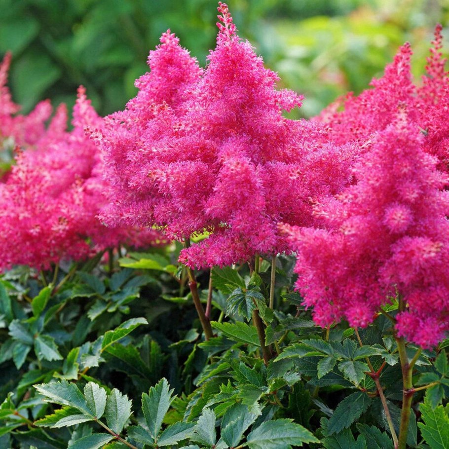 Фиеста цветы многолетники