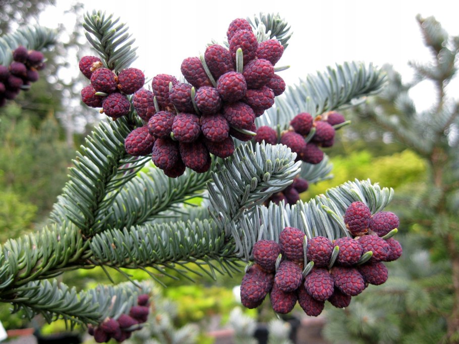 Abies procera glauca