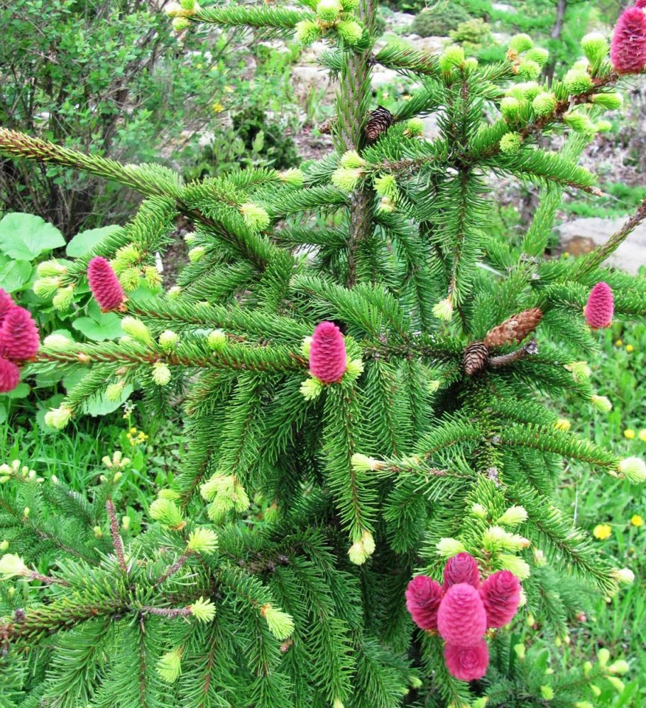 Ель обыкновенная Акрокона