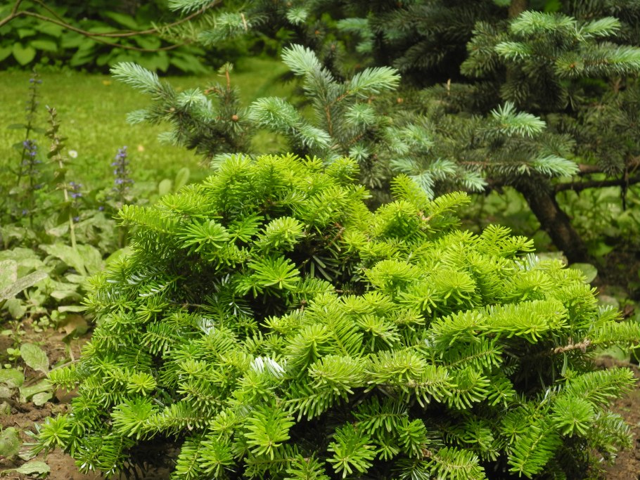 Пихта Koreana Green Carpet