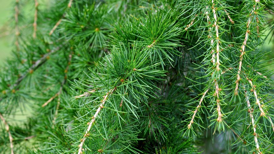 Ель кедр лиственница