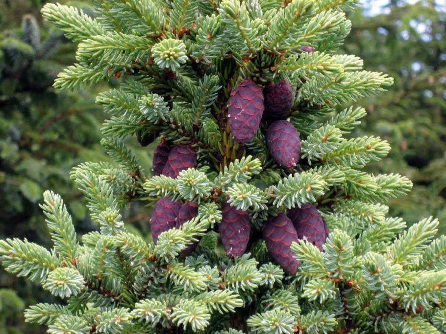 Picea Mariana Beissneri