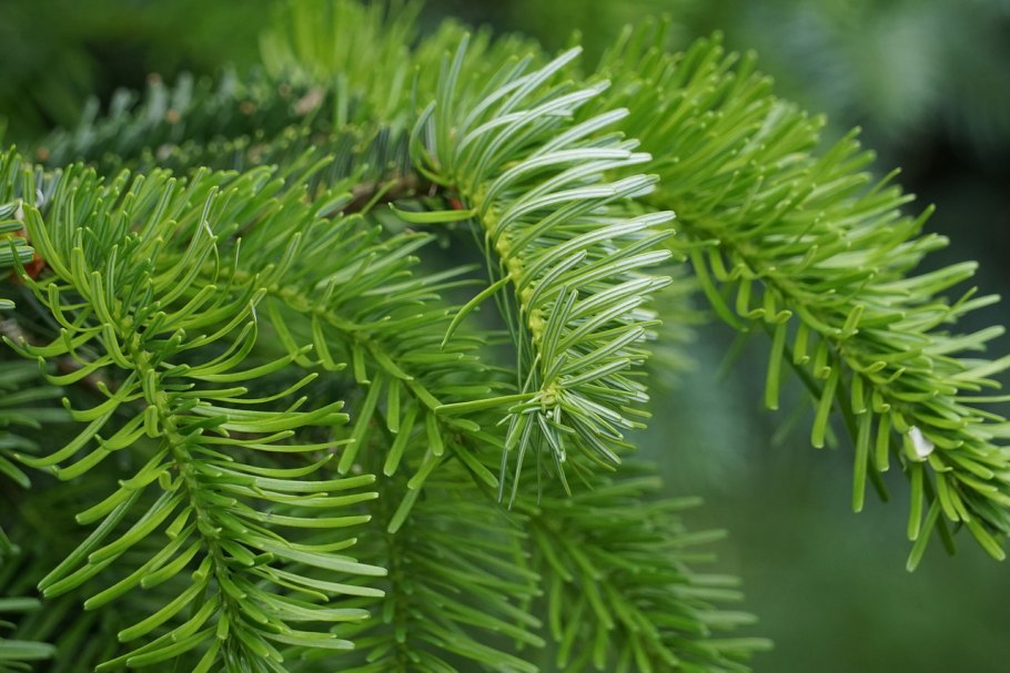 Ель европейская ветка