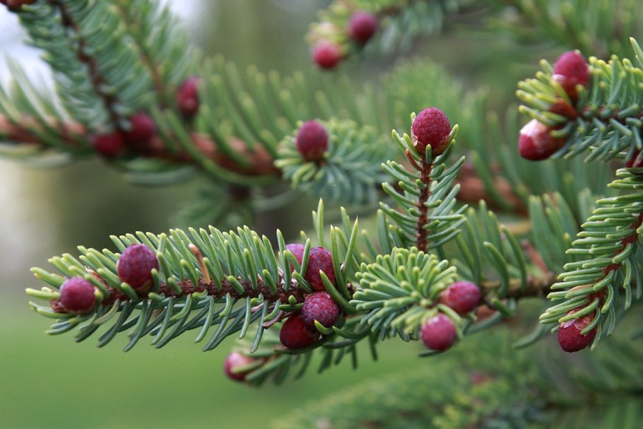 Picea Mariana хвоя