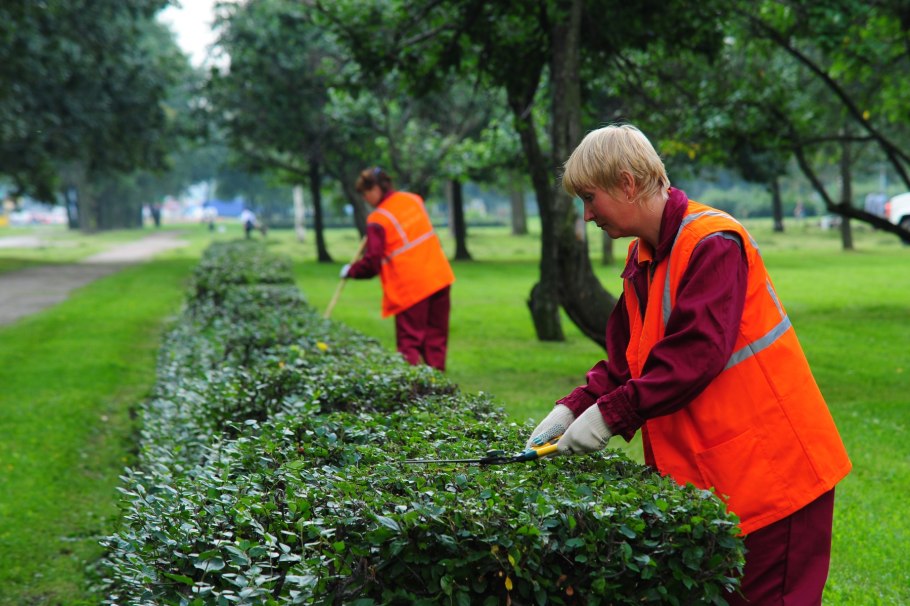 Зеленые насаждения в городе