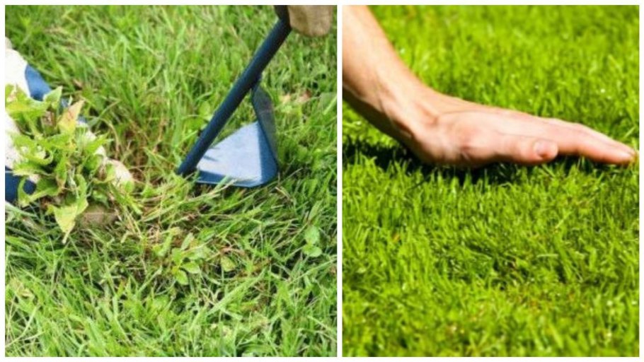 Мятлик Луговой