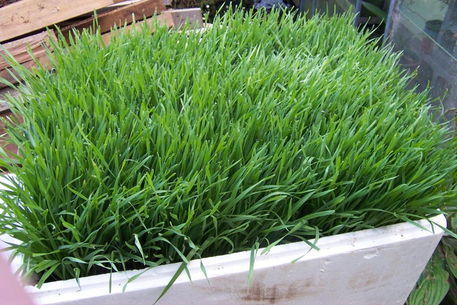 Газонная трава мятлик Луговой