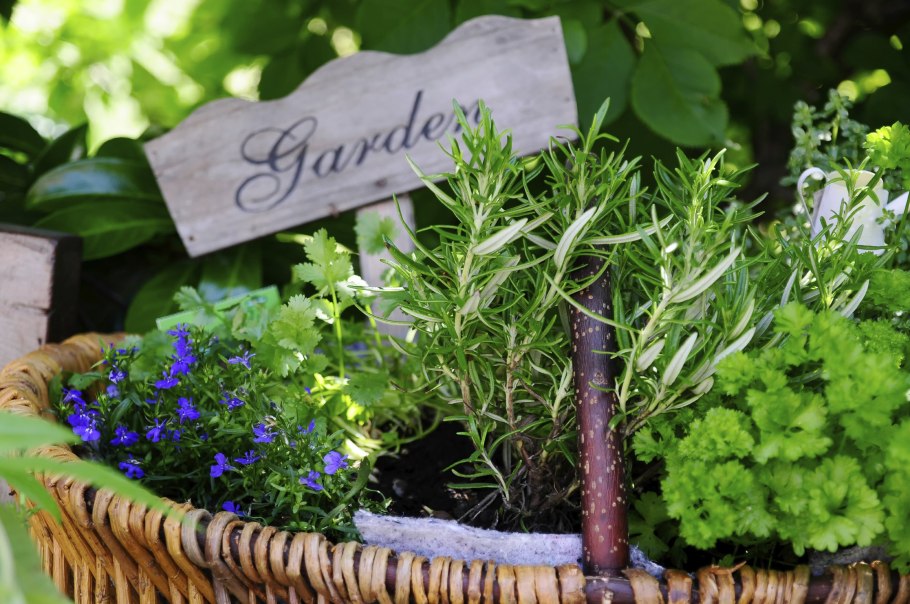 Розмарин и базилик в одном горшке