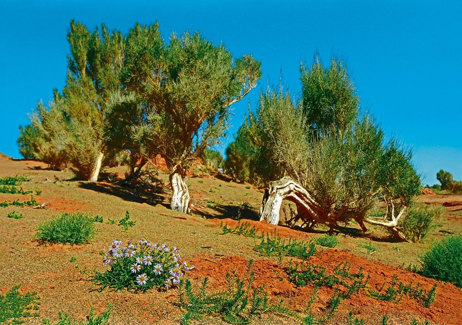 Саксаул черный Haloxylon aphyllum