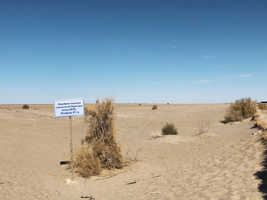 Саксаул Зайсанский