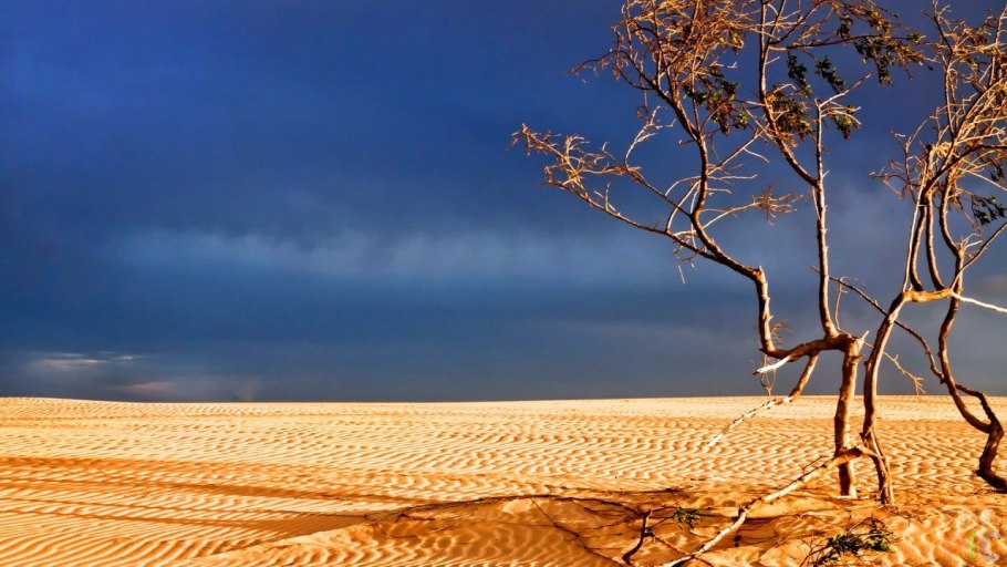 Засохшее дерево