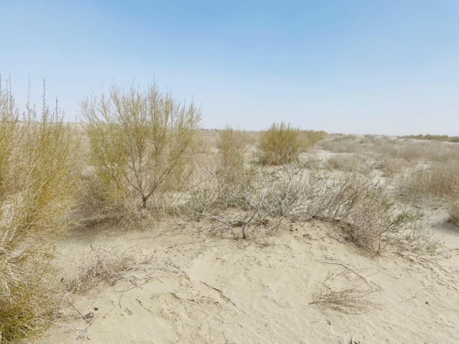 Haloxylon ammodendron