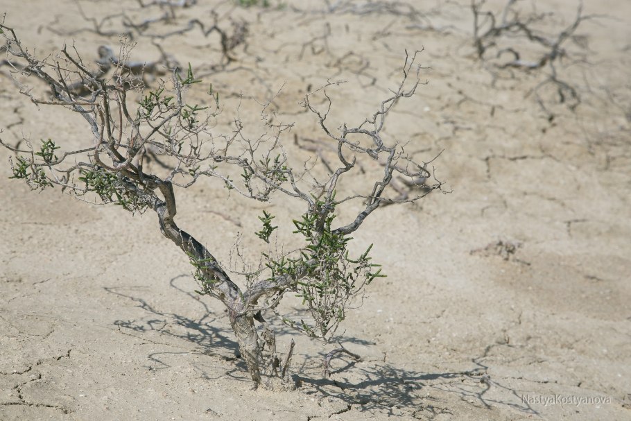 Животные природных зон России 4 класс окружающий мир