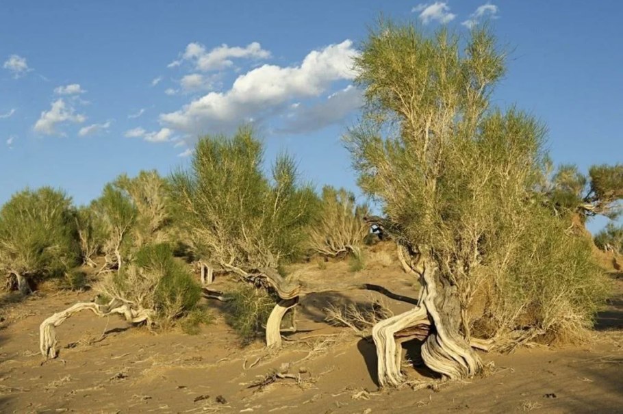 Пустыня саксаул джузгун