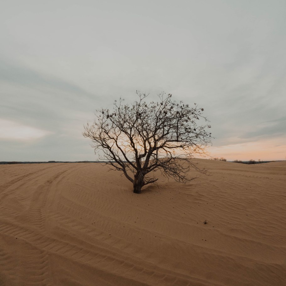 Саксаул Аральское море