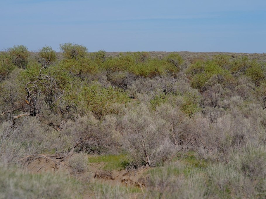Саксаул Зайсанский