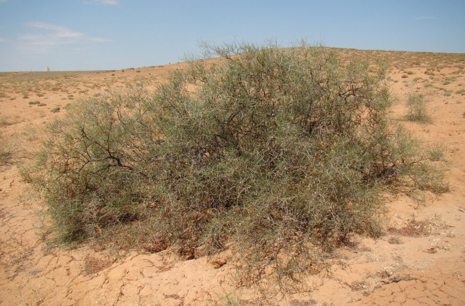 Саксаул растение пустыни