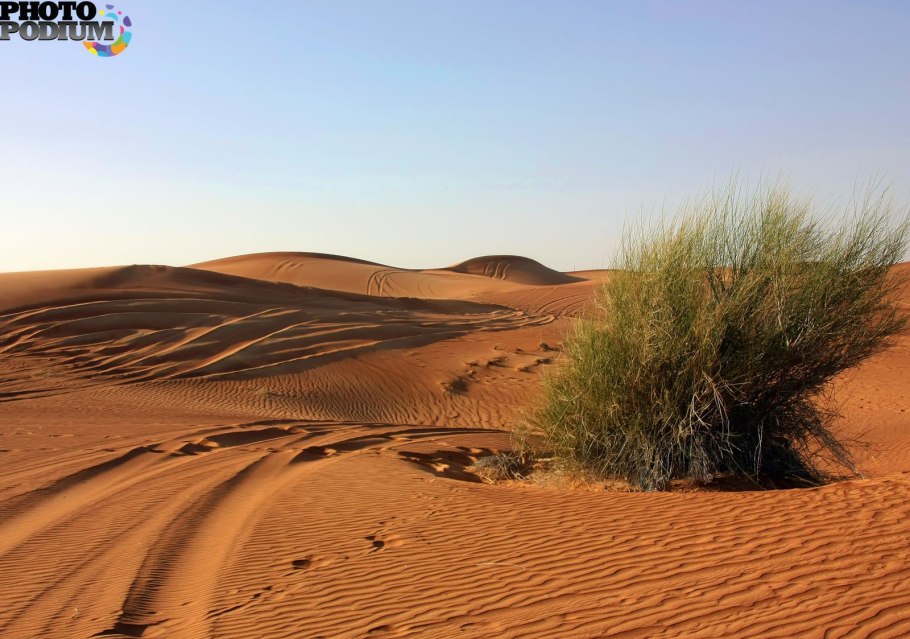 Верблюжье дерево Калахари