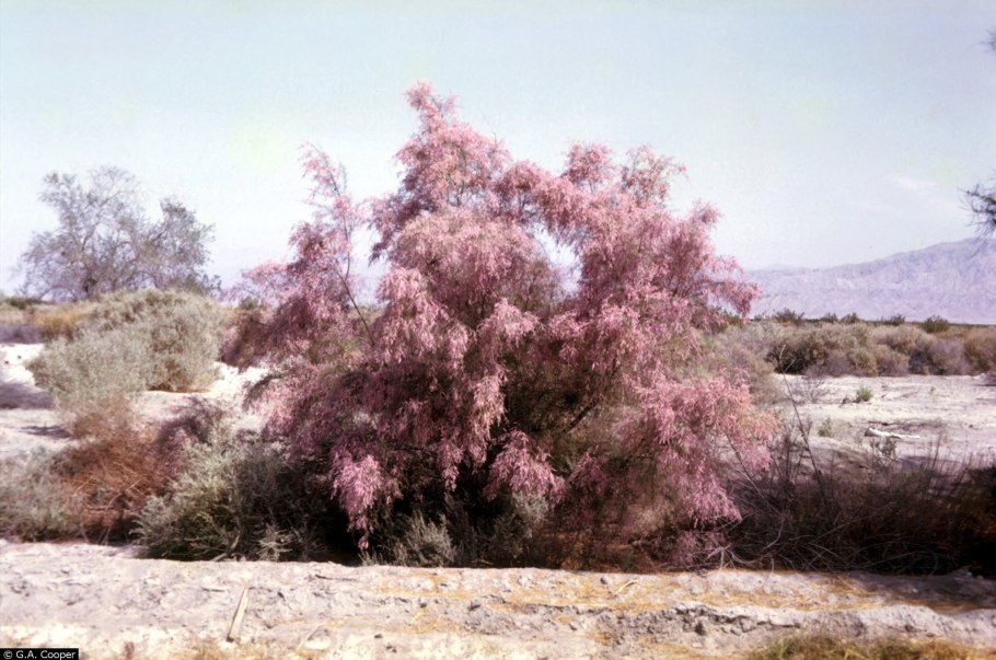 Саксаул Каракум