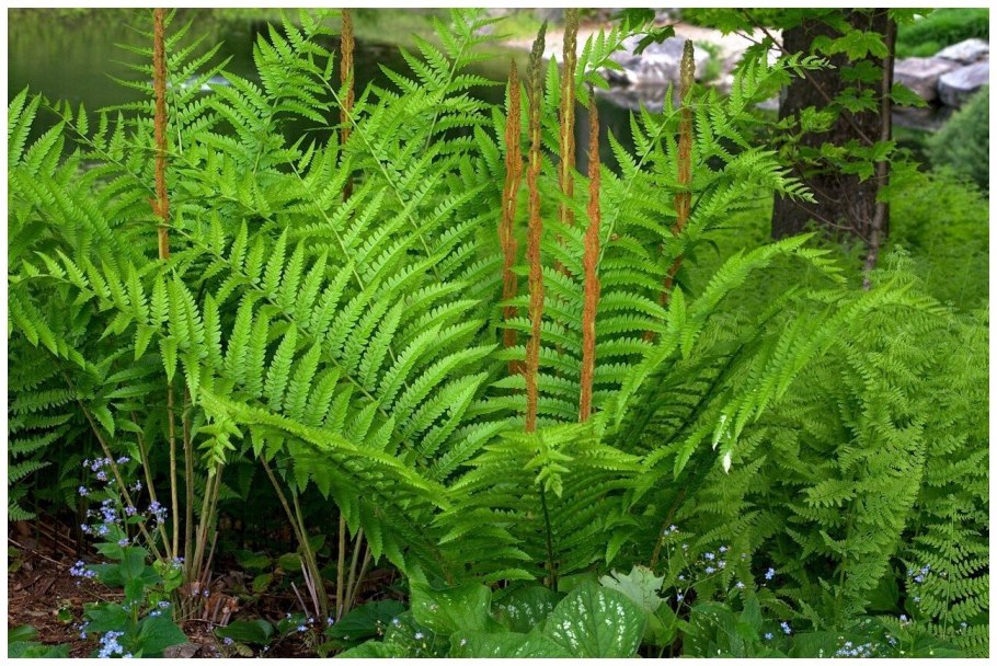 Папоротник чистоуст