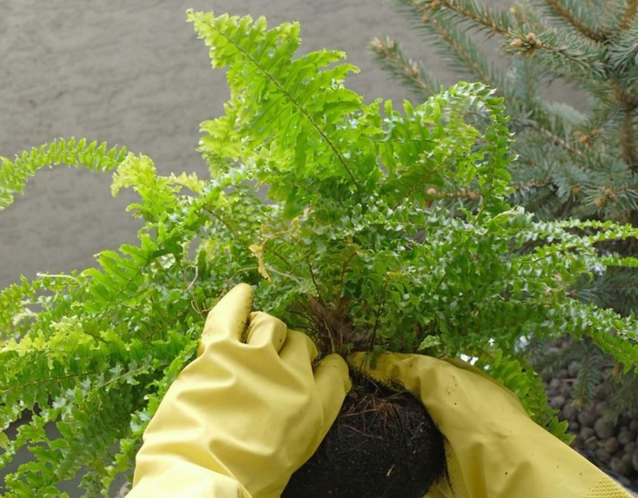 Папоротник Костенец волосовидный посадка