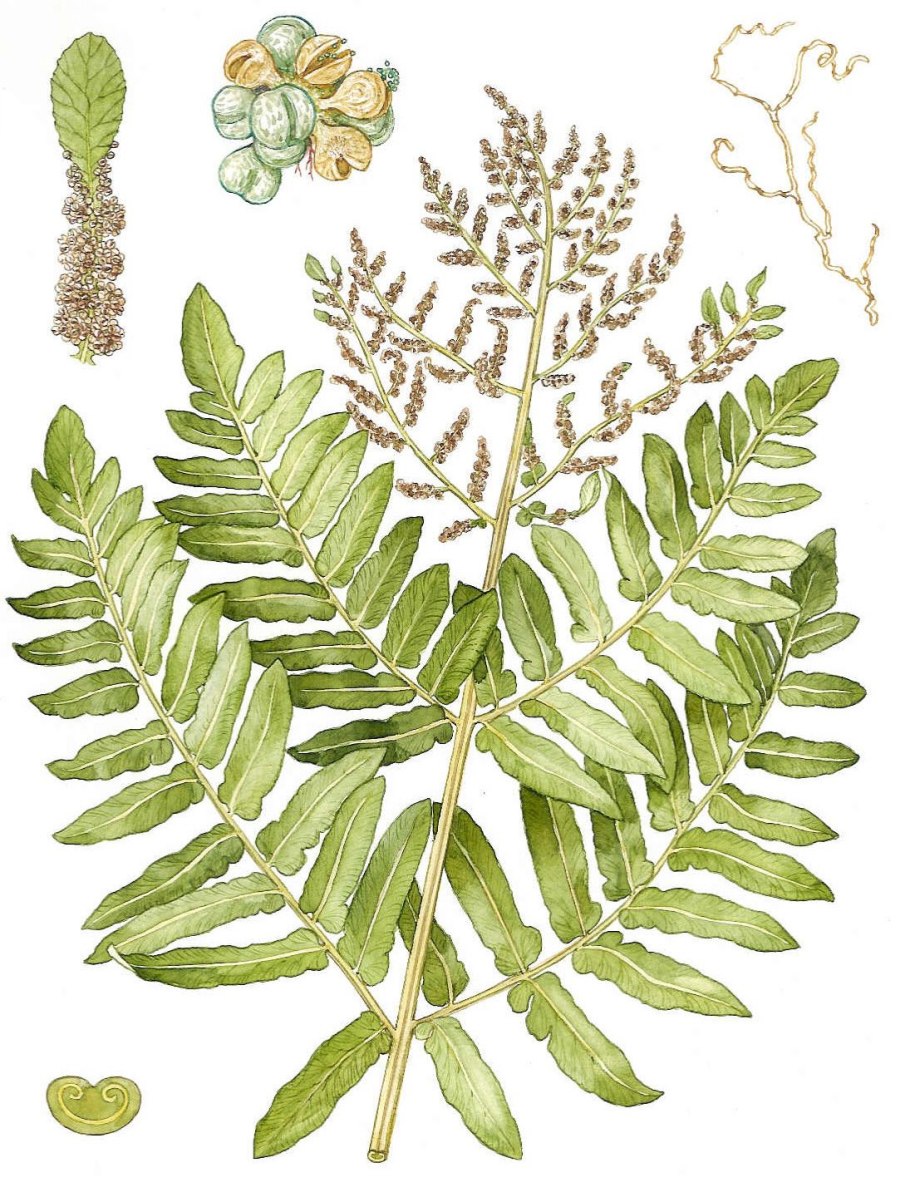 Athyrium niponicum pictum