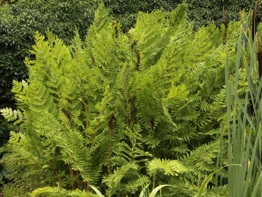 Царство растения Подцарство высшие растения