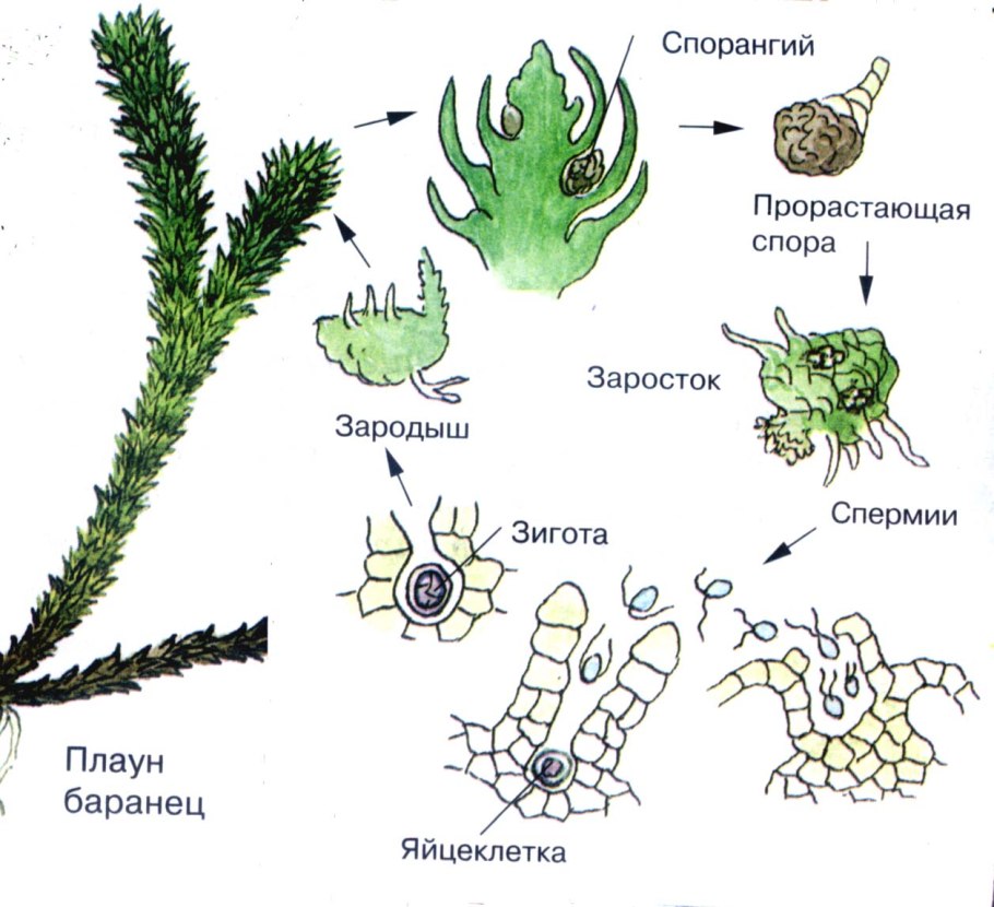 Жизненный цикл щитовника