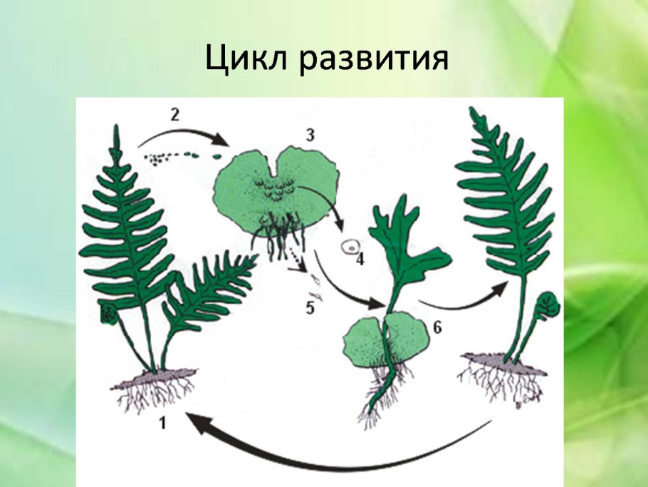Цикл развития папоротника