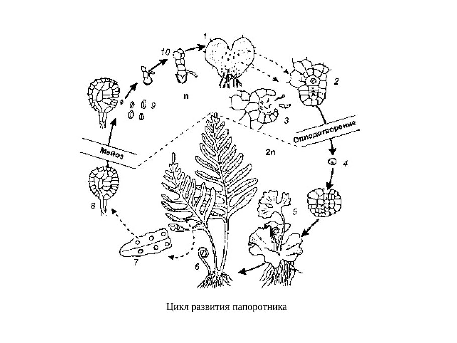 Жизненный цикл щитовника мужского