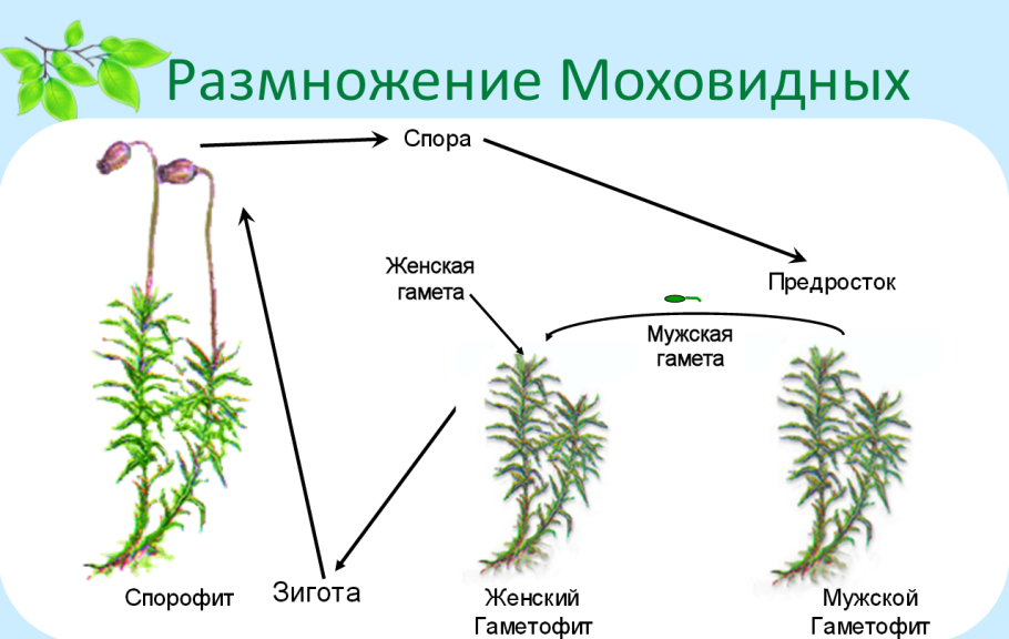 Жизненный цикл сфагнума схема