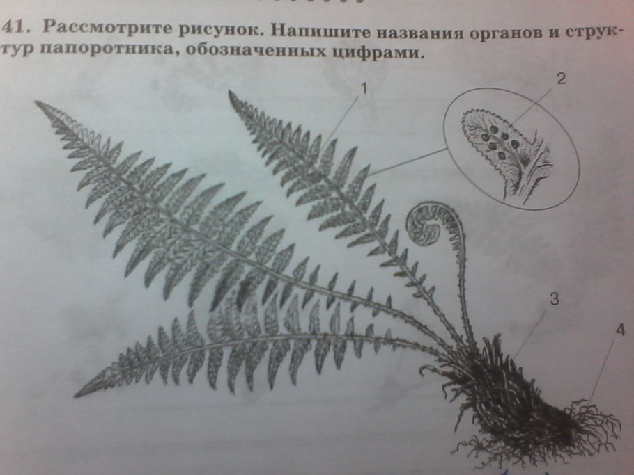 Жизненный цикл споровых растений схема