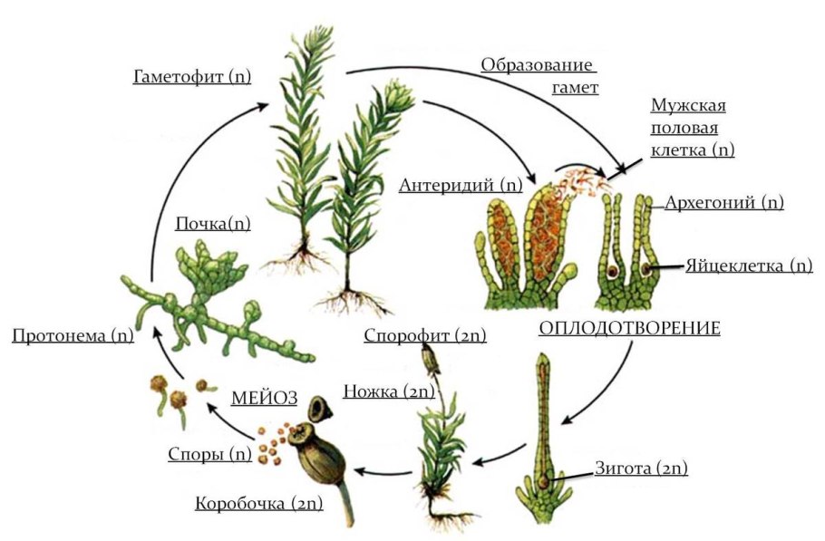 Жизненный цикл Marchantia polymorpha