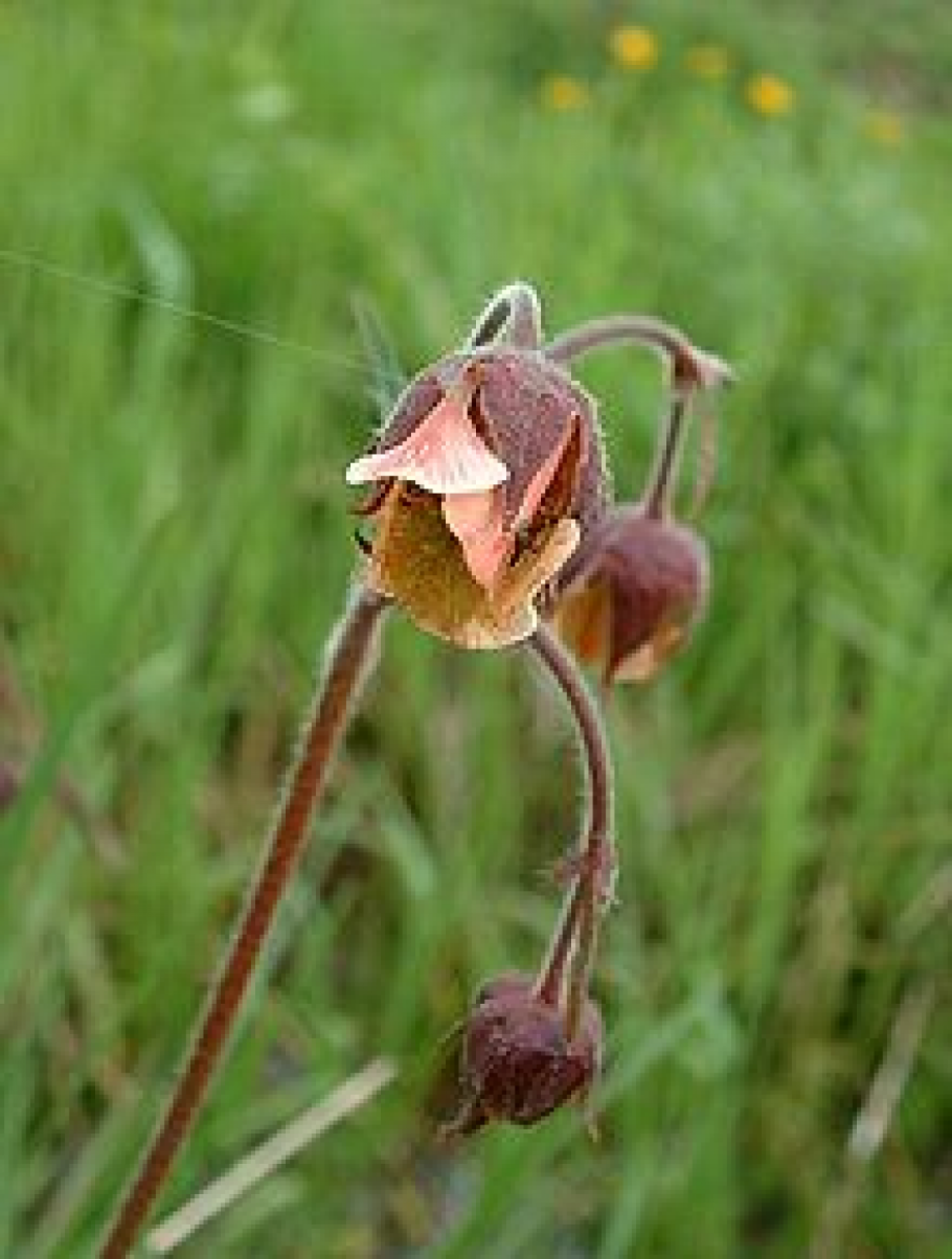 Гравилат Geum "Cosmopolitan"