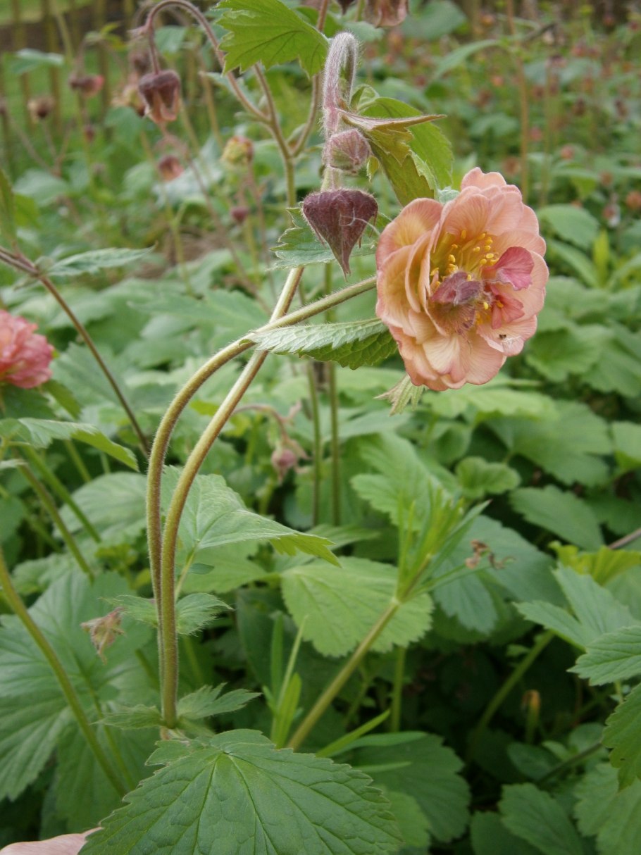 Гравилат Речной – Geum Rivale