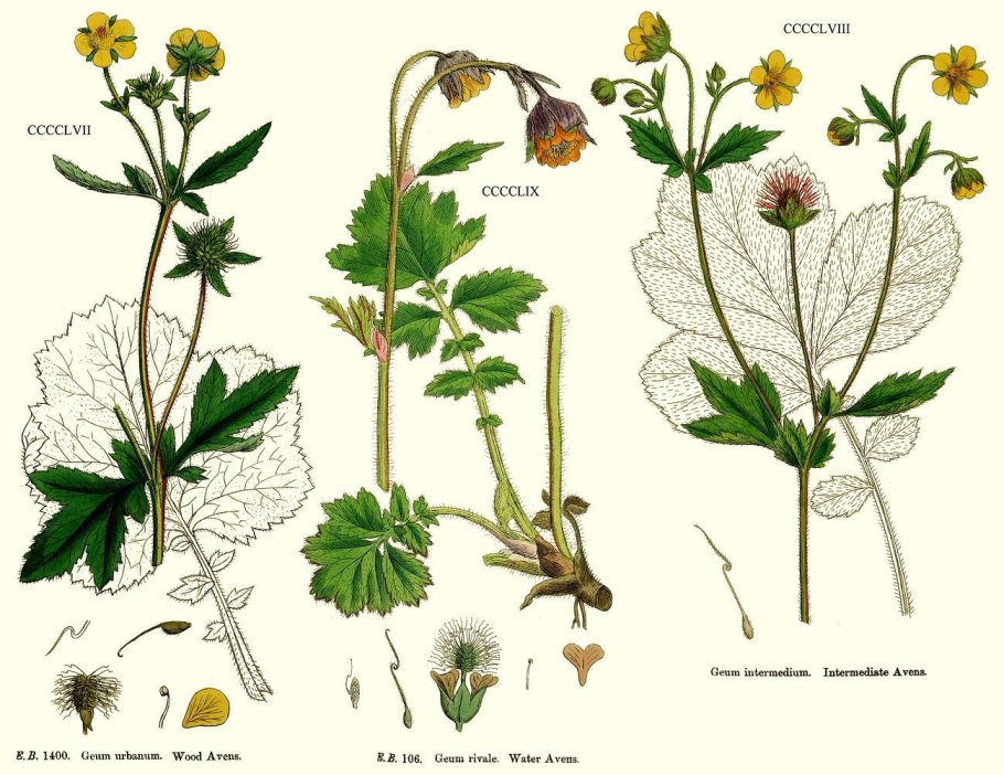 Гравилат Речной – Geum Rivale