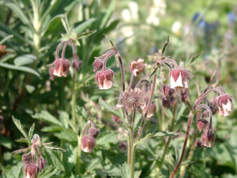 Гравилат Речной – Geum Rivale