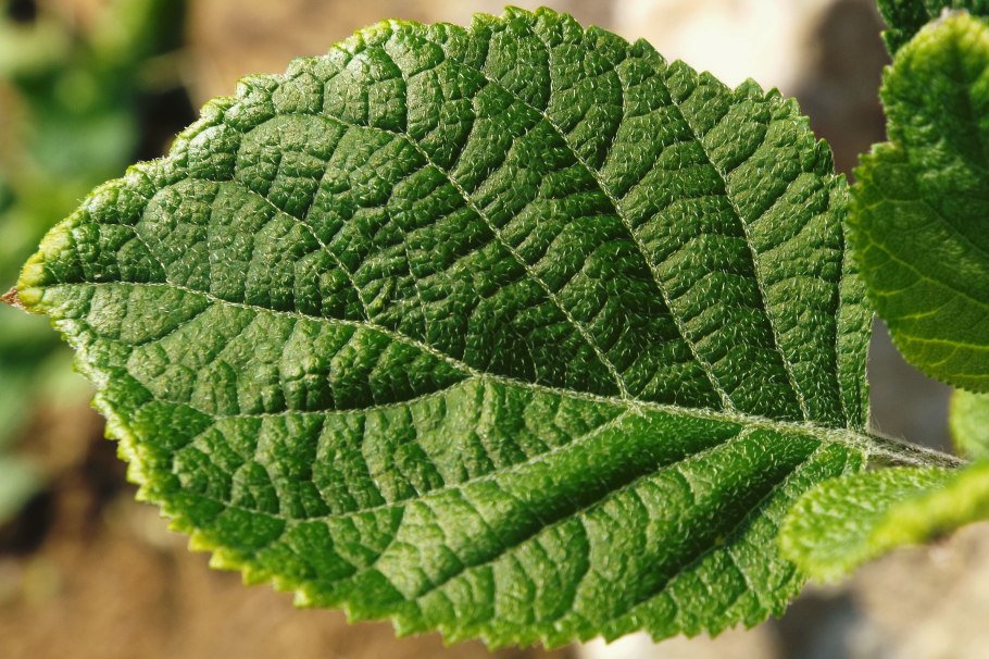 Гортензия древовидная листья