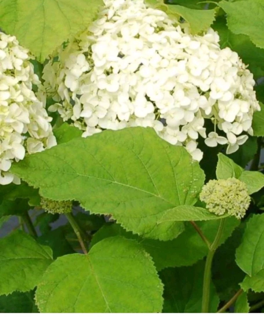 Гортензия Йеллоу