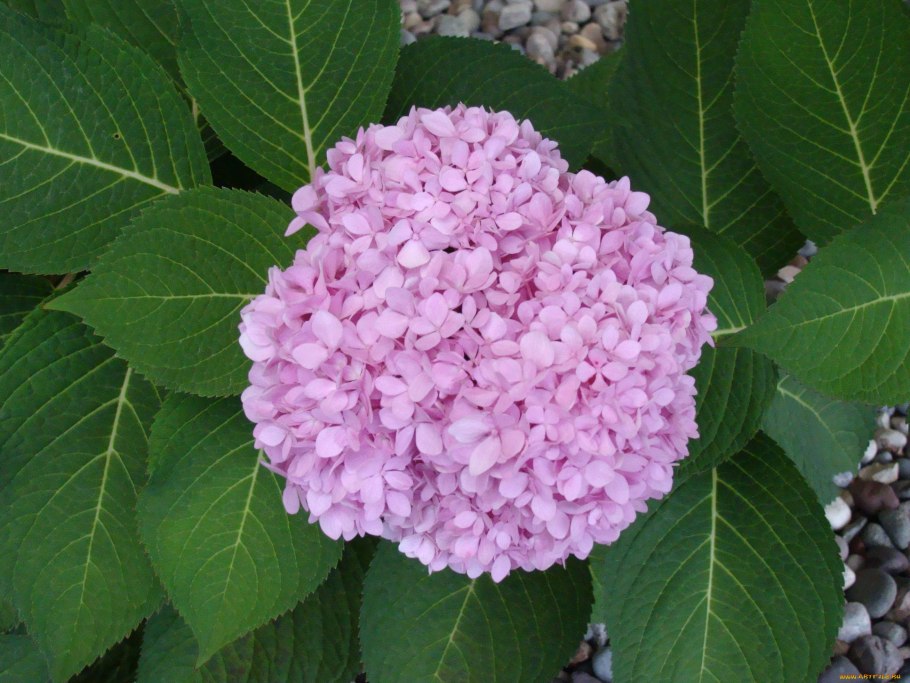 Гортензия Анабель хлороз