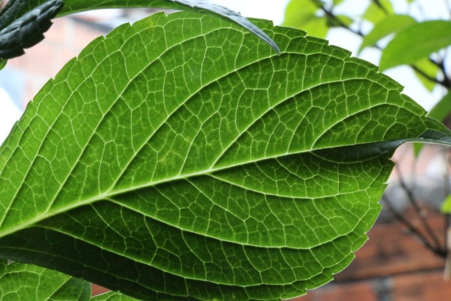 Пятнистость гортензии крупнолистной