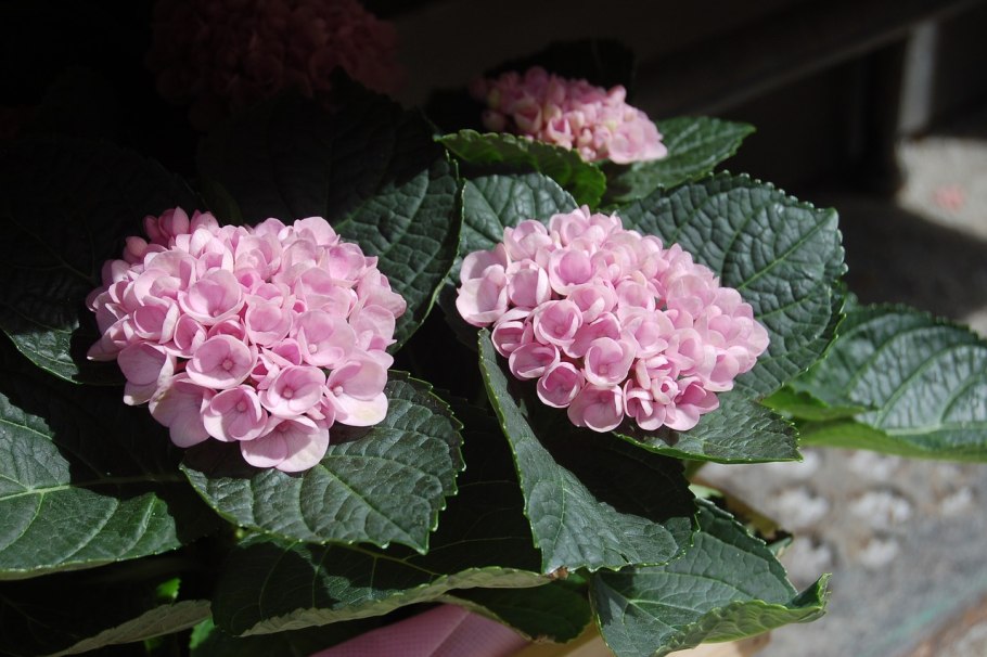 Гортензия крупнолистовая зеленая