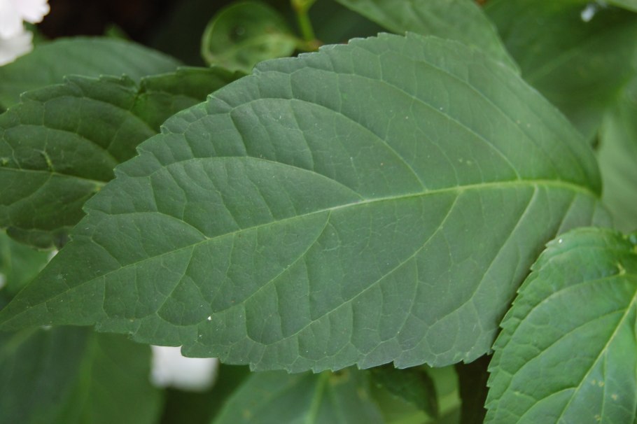 Гортензия листики