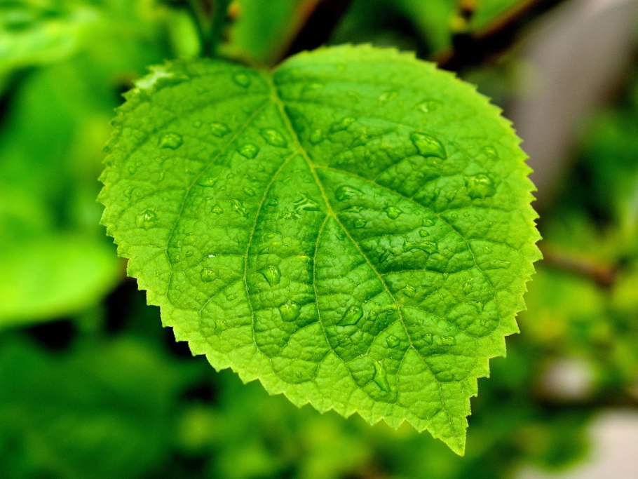 Гортензия прожилки