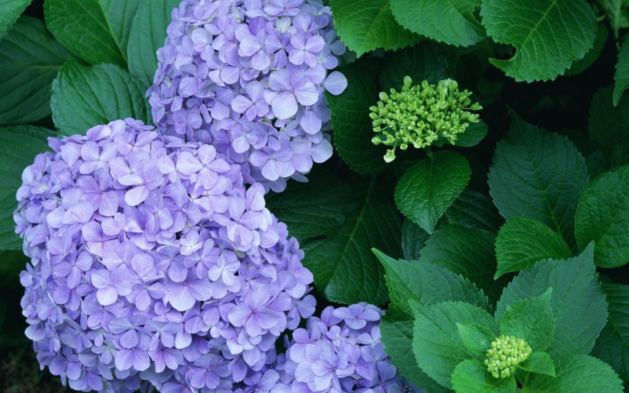 Гортензия начало цветения