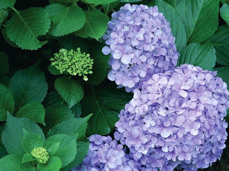 Шелковица крупнолистная макрофила