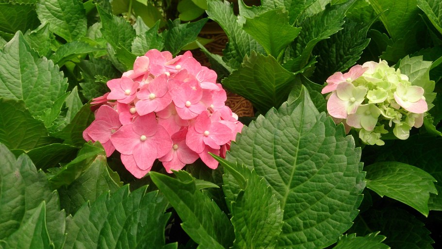 Сирень гортензия