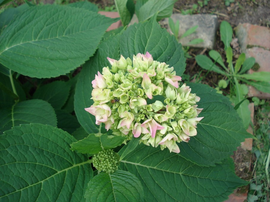 Гортензия мелколистная белая